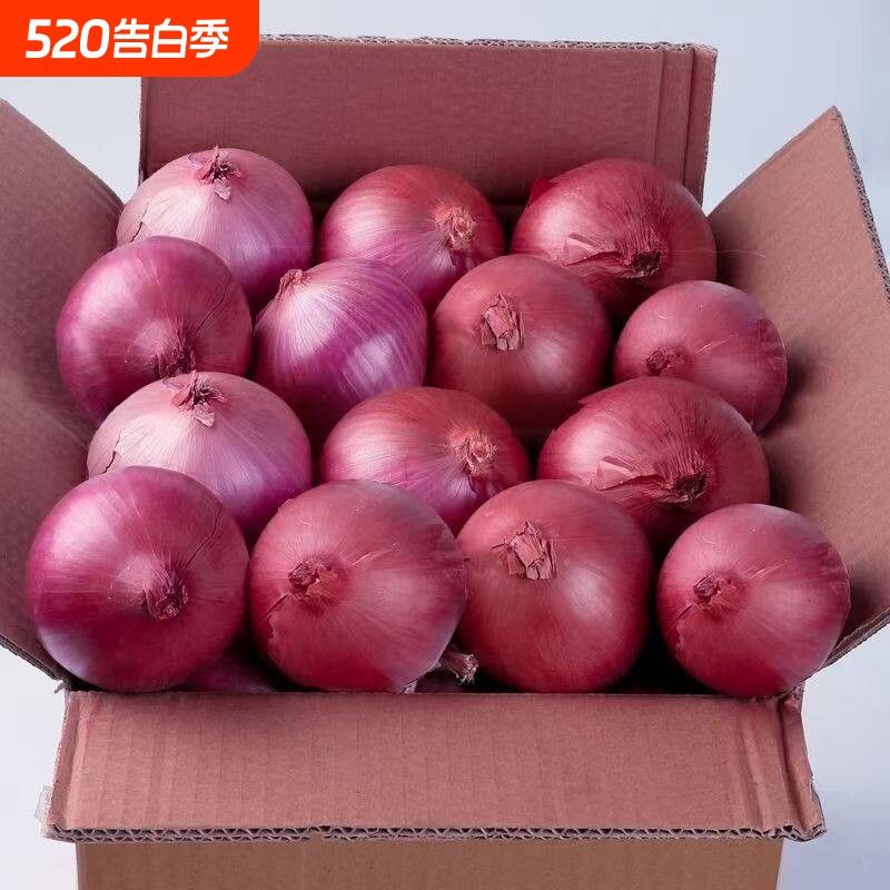 现挖现发紫皮洋葱新鲜圆葱红皮特产农家蔬菜自然鲜甜营养丰富