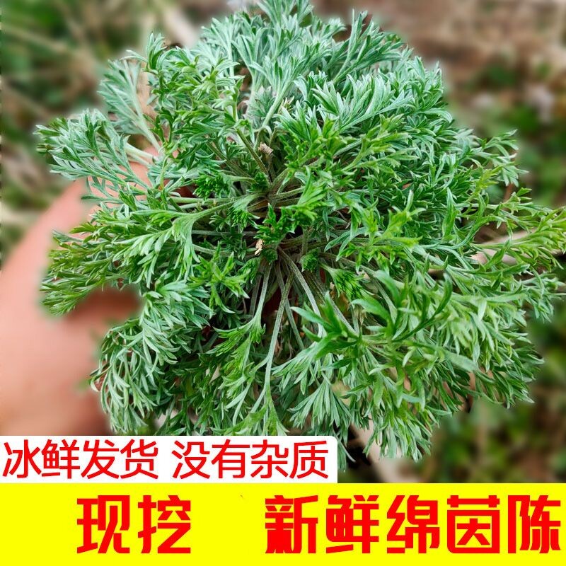 2026农家时令野菜野生白蒿茵陈新鲜棉茵陈蒿草绵应季现挖现发包邮