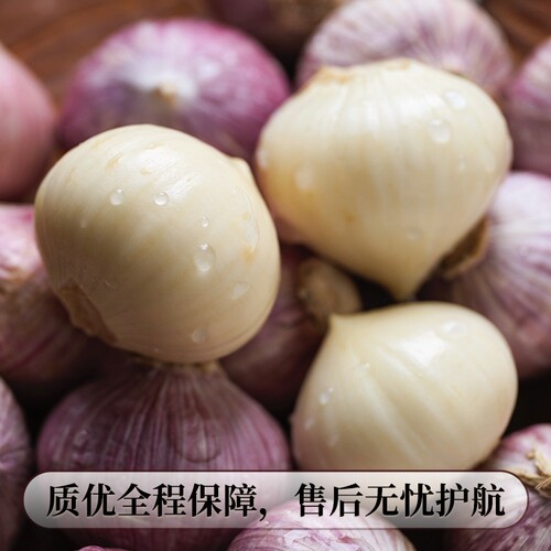 独头蒜5斤特大果|超6000次加购