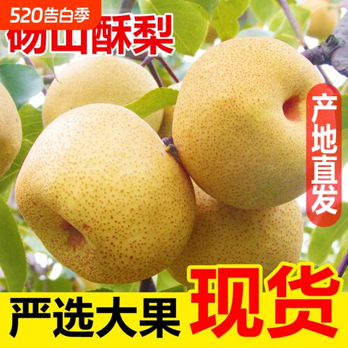 梨子正宗砀山梨酥梨当季水果新鲜现摘安徽皇翠冠整箱青梨香梨雪梨