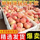 应季 脆甜水蜜桃现摘现发孕妇新鲜水果桃子 头茬红不软脆桃整箱 包邮