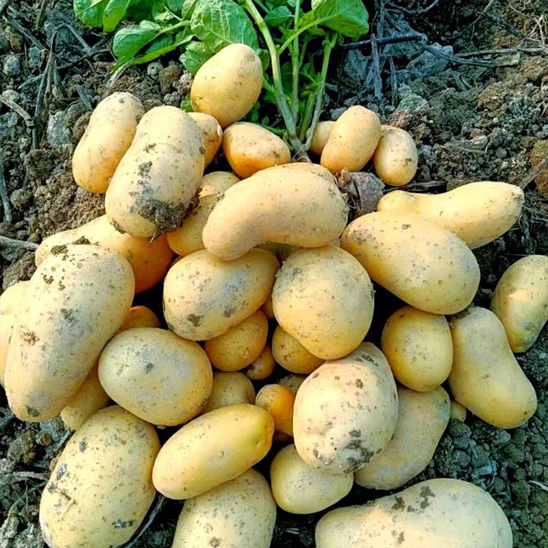 贵州特产黄心洋芋本地正宗土豆十斤高山应季新鲜蔬菜马铃薯