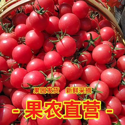 正宗新鲜圣女果小西红柿小番茄孕妇应季现摘水果蔬菜生吃非千禧果