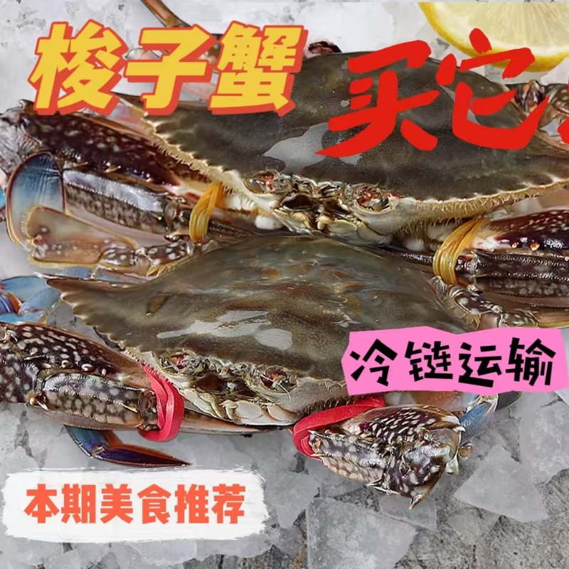 梭子蟹鲜活冷冻螃蟹冷冻新鲜海蟹飞蟹活冻红膏蟹子大白蟹批发