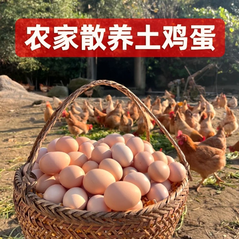 鸡蛋农家散养新鲜土鸡蛋正宗谷物喂养柴鸡蛋营养早餐笨鸡蛋草鸡蛋
