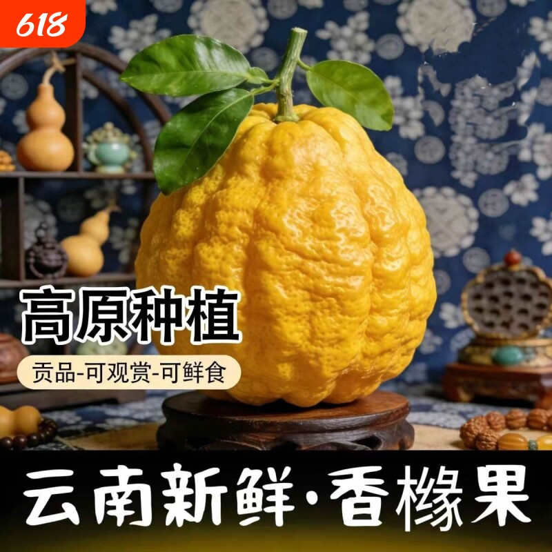 云南香橼果佛手果新鲜大果水果香橼香圆闻香观赏摆贡把玩放件香缘
