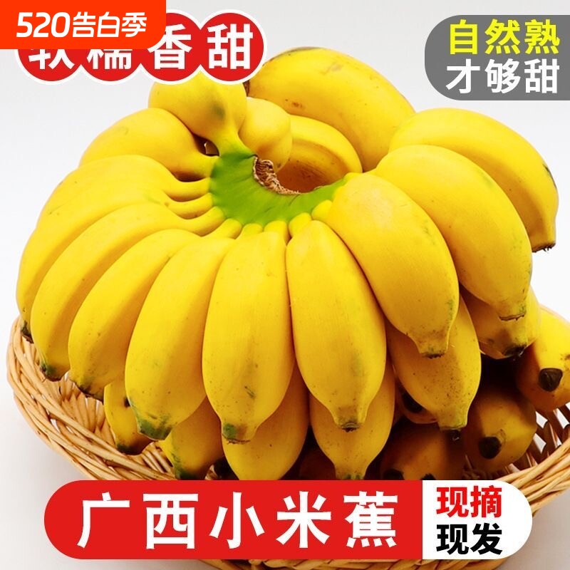 正宗广西小米蕉新鲜水果当季现摘现发小米香蕉孕妇新鲜应当季水果