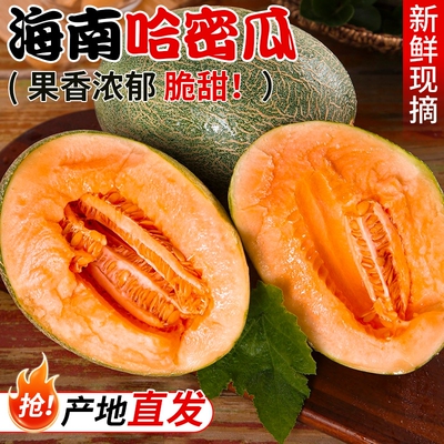 正宗哈密瓜脆甜9斤当季新鲜水果甜一整箱包邮现摘网纹瓜西州蜜