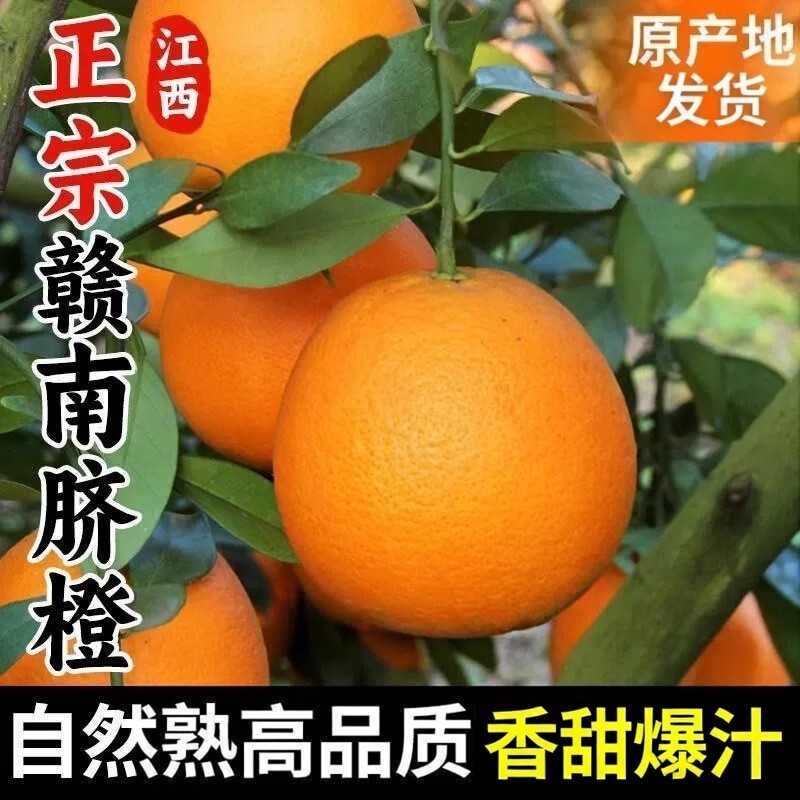 江西赣南脐甜橙子5斤/10斤大果赣州新鲜当季水果直发产地斤榨汁