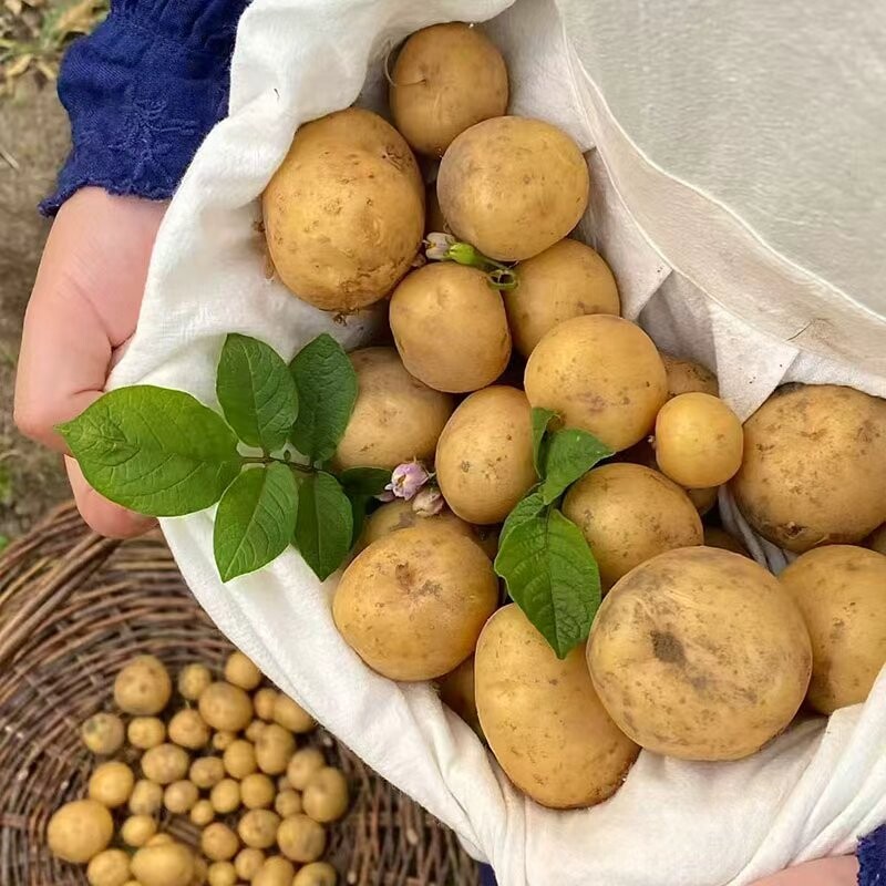 云南黄皮黄心高产早熟土豆种云南老品种原种新鲜马铃薯种植洋芋