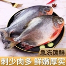 特大红鲳鱼新鲜海鱼冷冻腹鲜活金昌鱼平鱼金鲳银鲳鱼白鲳淡水