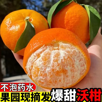 正宗云南沃柑新鲜橘子应当季孕妇水果整箱现摘爆甜柑桔子皇帝砂糖