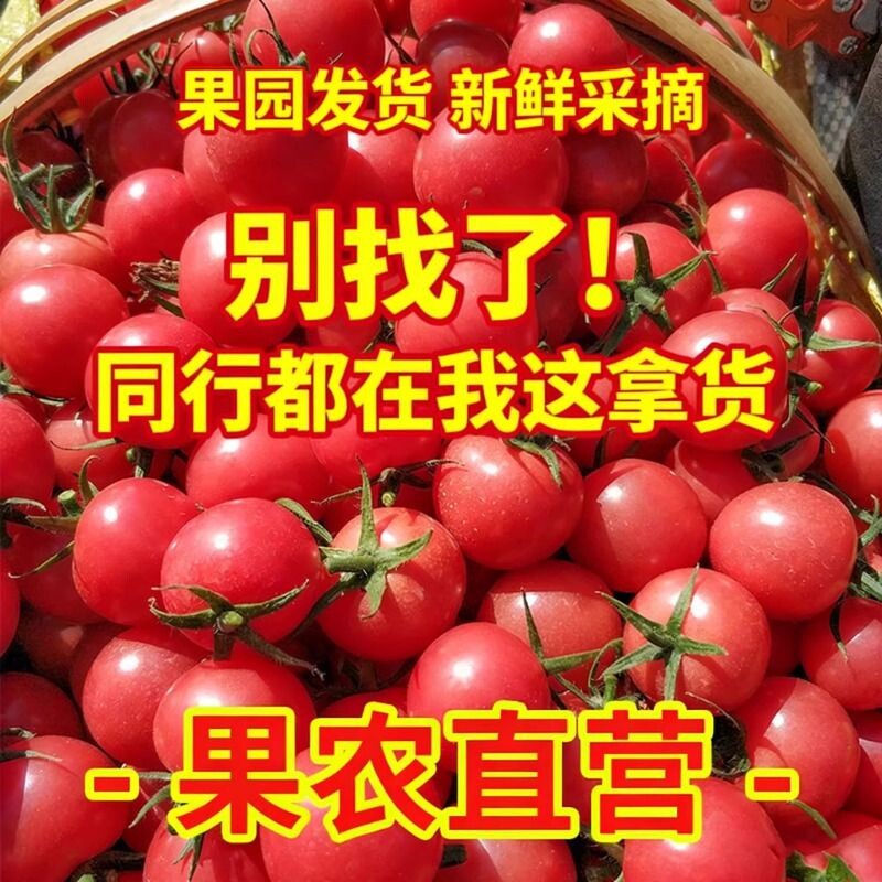 四川千禧樱桃小番茄千禧果小西红柿圣女果千禧小番茄新鲜水果