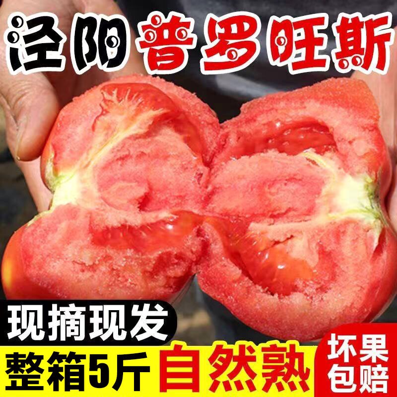 当季正宗普罗旺斯西红柿新鲜现摘沙瓤自然熟番茄水果整箱5斤生吃