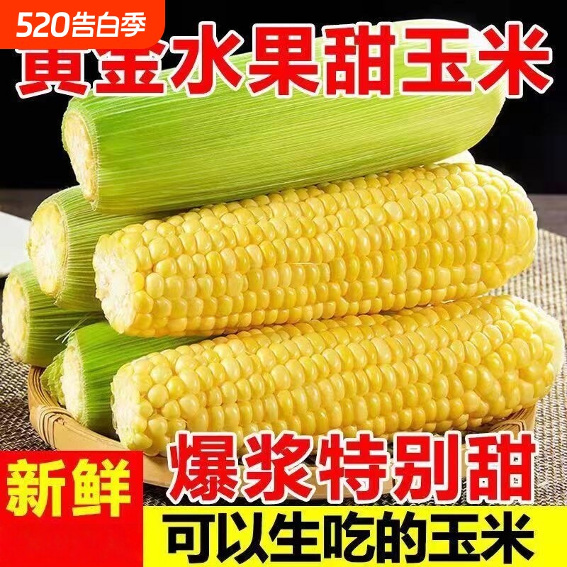 黄金甜玉米水果玉米新鲜糯玉米现摘云南9斤爆浆甜脆玉米自提生鲜