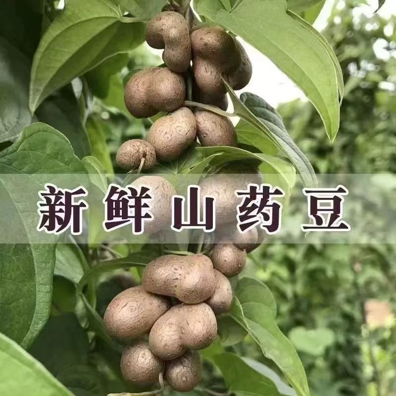 新鲜好吃软糯铁棍山药豆冰糖葫芦山药豆淮山药净重2斤-5斤装
