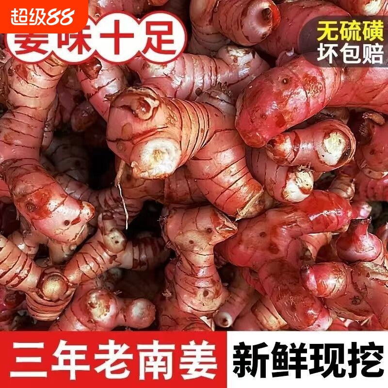 正宗广东红皮老南姜新鲜现挖生姜应季提味调料野山姜潮汕特产批发