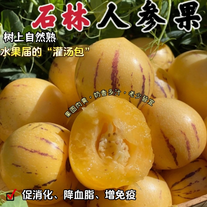 精选云南石林人参果新鲜圆果树上熟黄肉大果低糖奶香水果现摘自提