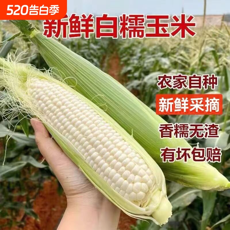 攀枝花高山白甜糯玉米现摘新鲜甜玉米带皮壳农户自种玉米棒嫩包谷
