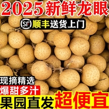 广东新鲜龙眼当季石硖储良老树桂圆带叶现摘现发新鲜水果超甜批发