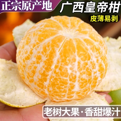 现摘当天发丨广西皇帝柑甜！多汁