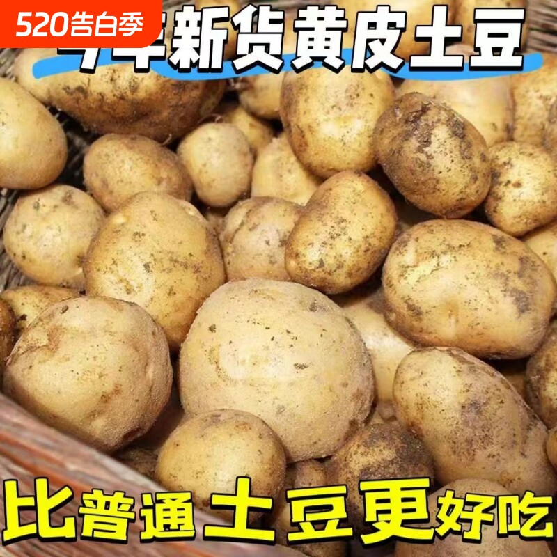 农家大土豆新鲜自种蔬菜黄皮黄心土豆马铃薯洋芋火锅食材