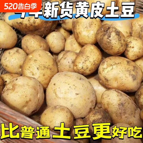 农家大土豆新鲜自种蔬菜黄皮黄心土豆马铃薯洋芋火锅食材