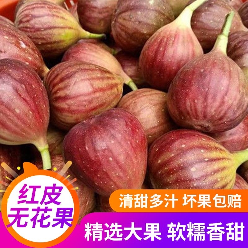 四川无花果红皮无花果现摘现发