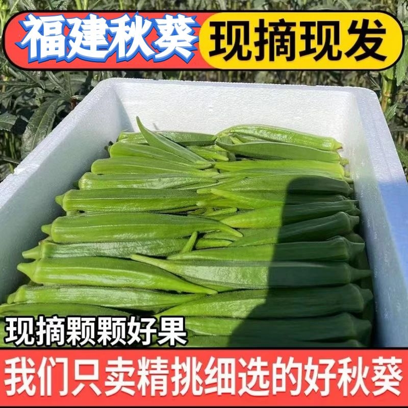 新鲜秋葵水果秋葵羊角豆1-5斤泡沫箱加冰 黄秋葵新鲜蔬菜基地直发