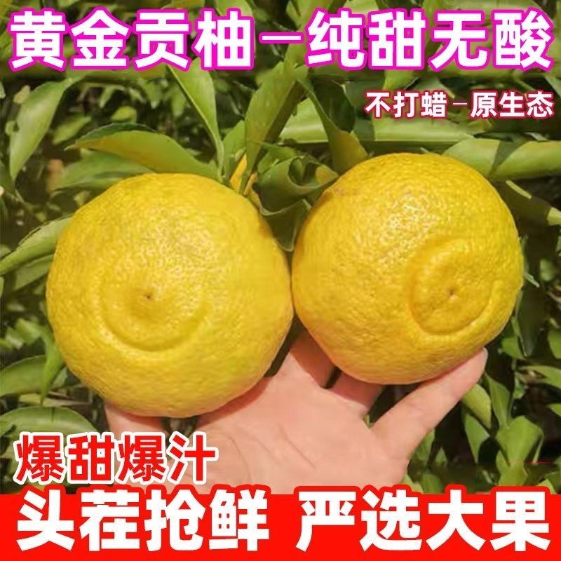 黄金贡柚湖南怀化新鲜水果正宗黄肉贡柚9斤蜜甜柚春香柚纯甜爆汁