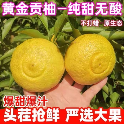 黄金贡柚湖南怀化新鲜水果正宗黄肉贡柚9斤蜜甜柚春香柚纯甜爆汁