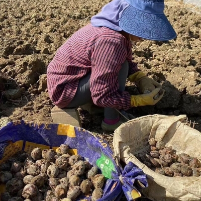 广西荔浦马蹄正宗荸荠地栗地梨