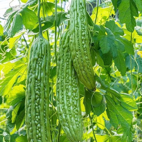 新鲜苦瓜农家自种凉瓜苦瓜脆嫩营养蔬菜山东产地现摘现发当季