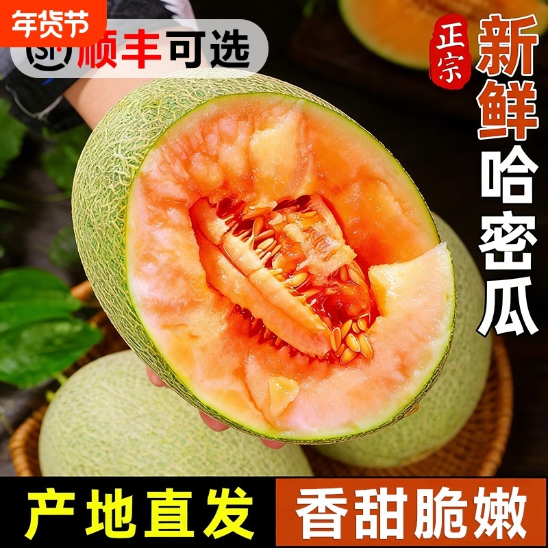 正宗哈密瓜新鲜水果当季现摘脆甜网纹瓜西州蜜香瓜老汉瓜整箱包邮,水产肉类/新鲜蔬果/熟食,哈密瓜,淘宝优惠券,粉丝福利购,淘宝优惠卷