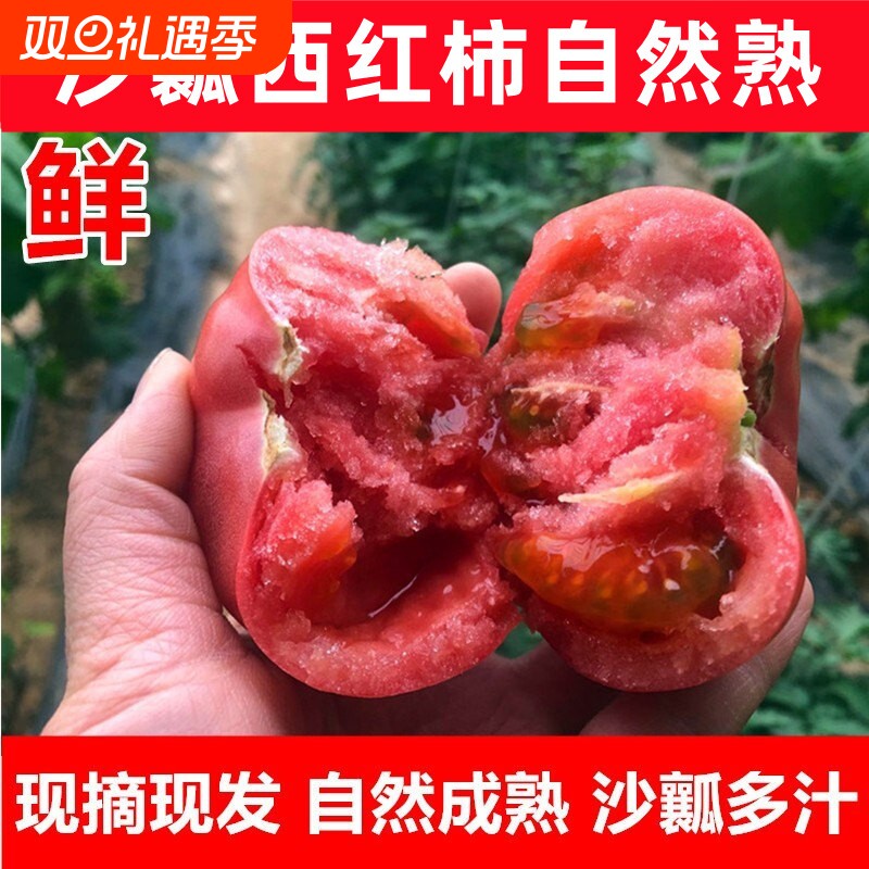 山东沙瓤西红柿水果番茄蔬菜现摘新鲜自然熟生吃粉果番茄