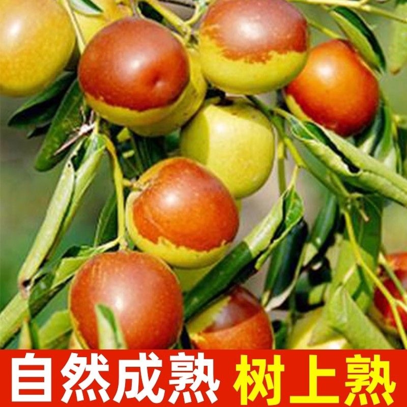 应季沾化二代冬枣当季爱吃水果特大脆甜青红冰糖整箱包邮现摘