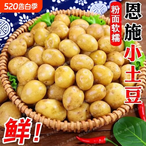 新鲜恩施土豆现挖黄心土豆洋芋农家自种蔬菜马铃薯960g/5/9斤批发