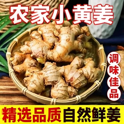 小黄姜农家自种鲜姜老姜辛辣浓郁炒菜炖肉生姜带泥现挖整箱