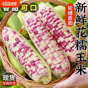 非转基因新鲜花糯玉米现摘当季水果花甜糯玉米苞谷嫩玉米棒子蔬菜