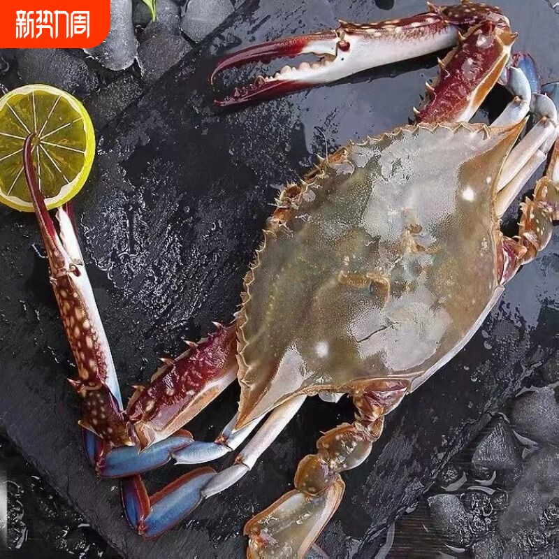 新鲜活冻梭子蟹螃蟹冷冻水产海鲜大白蟹海蟹商用批发生鲜野生海补