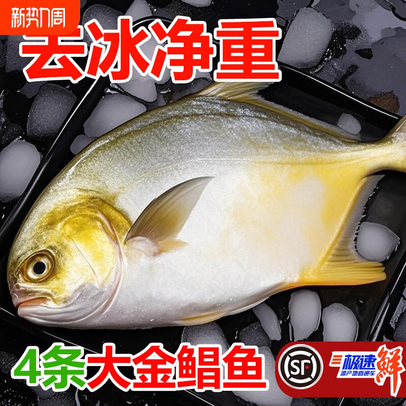 新鲜大金鲳鱼约5斤5条鲜活速冻海鲜水产金昌鱼银鲳鱼大个海鱼扁鱼
