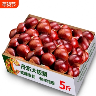 新下树正宗新鲜生现摘丹东板栗栗子锥油栗仁蔬罗田大板栗鲜板栗