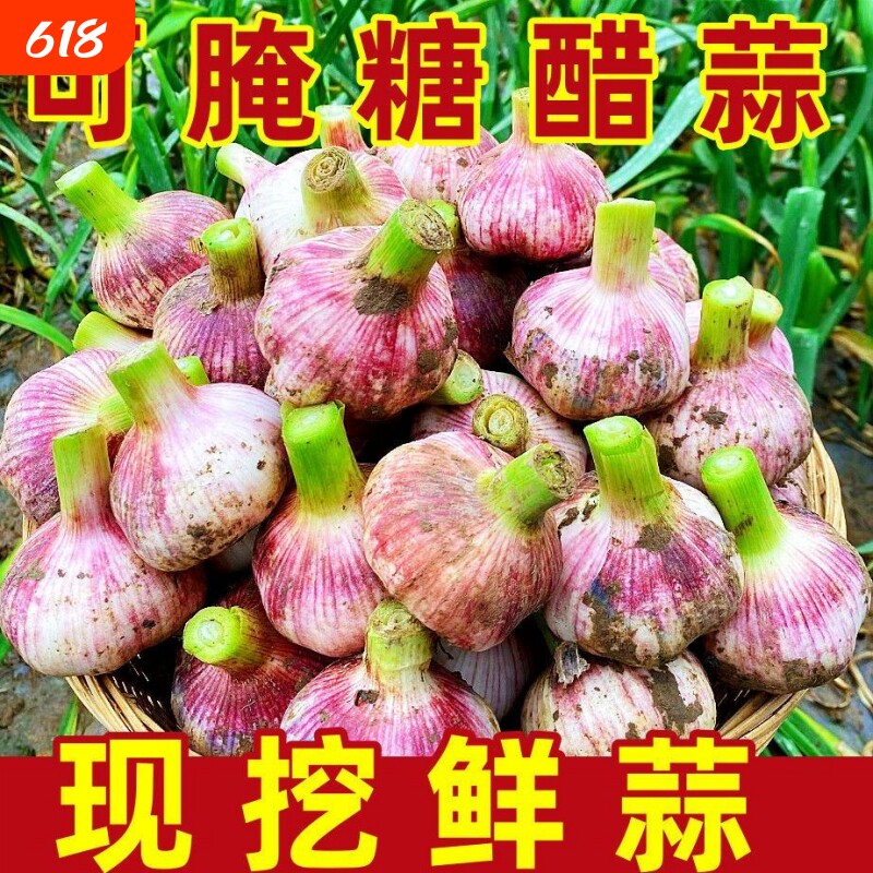 现挖新鲜糖醋大蒜5斤云河南湿蒜腊八蒜头云整箱批发紫皮当季时令