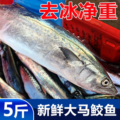新鲜马鲛鱼5斤特大1斤多/条