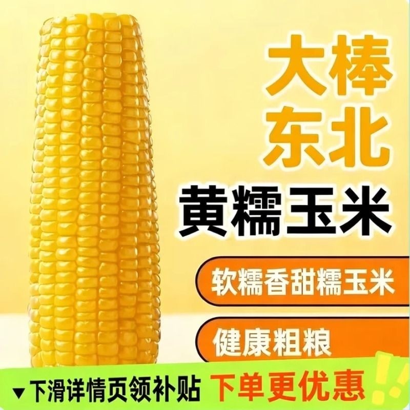 2025年东北黄甜糯玉米棒10支真空包装黄糯大棒玉米甜东北黏苞米