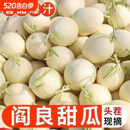 陕西当季现摘阎良甜瓜
