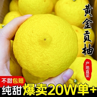 湖南特产怀化洪江黄金贡柚春香桔柚新鲜甜柚湖南金桔柚柚礼盒纯甜