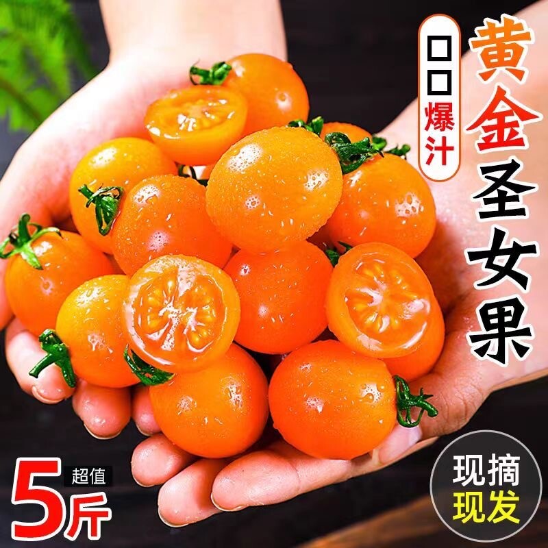 正宗广西黄色金圣女果樱桃小番茄新鲜水果小西红柿当季生鲜黄金