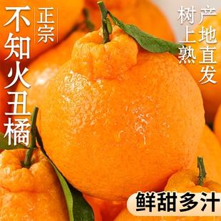 正宗四川不知火丑橘耙耙柑粑粑柑新鲜10斤丑八怪当季整箱大果包邮