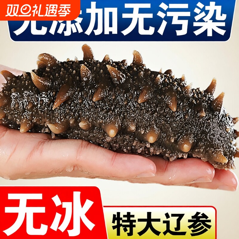 新鲜即食海参刺参野生长岛辽参500g鲜活渗干货大连礼盒水产冷冻